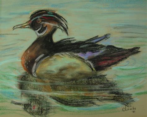 Wood Duck Drawing at PaintingValley.com | Explore collection of Wood ...