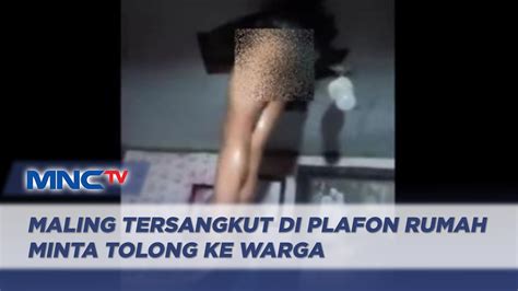 Viral Maling Tersangkut Di Plafon Rumah Minta Tolong Ke Warga Youtube