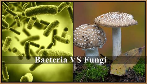 What Is The Difference Between Bacteria And Fungi By Diksha Bhardwaj Medium