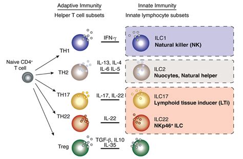 Frontiers Diversity Function And Transcriptional Regulation Of Gut