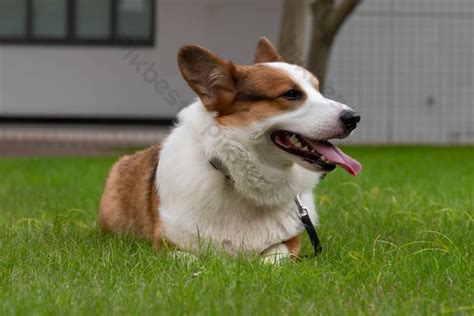 Tongue Out The Kogi Dog Lay On Lawn With His Sticking | PSD Free ...