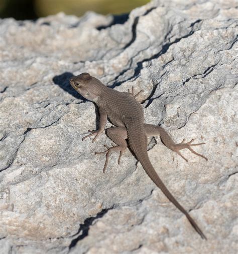 Sceloporus Cowlesi 3 Southwestern Fence Lizard Daniel Fitzgerald