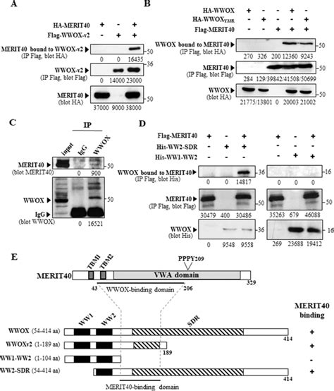 WWOX Binds MERIT40 And Modulates Its Function In Homologous