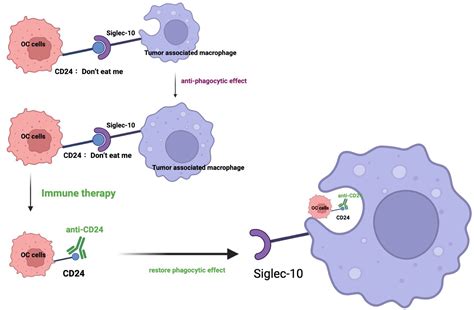 Frontiers The Biological Roles Of Cd24 In Ovarian Cancer Old Story