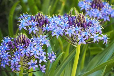 Scilla peruviana (Portuguese Squill)