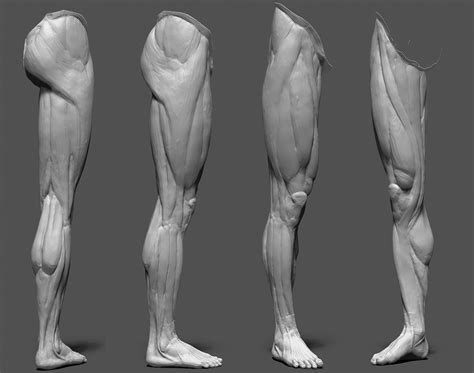 Zbrush Leg Anatomy Hot Sex Picture