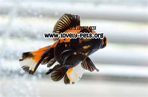 Best Goldfish Tank Mates Fish To Avoid With Pictures Lovely Pets