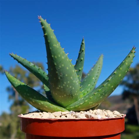 Shop For Aloe Marlothii Sinkatana Succulent Online Planet Desert