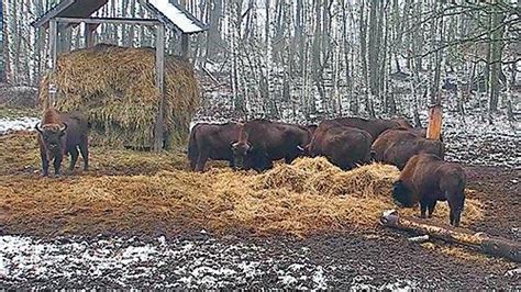 Białowieża Forest Bison Live HD Webcam, Poland