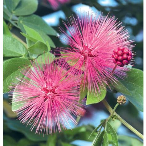 Pink Powder Puff (Calliandra emarginata)