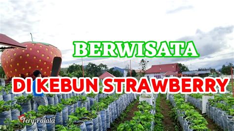 Agrowisata Kebun Strawberry Di Alahan Panjang Youtube