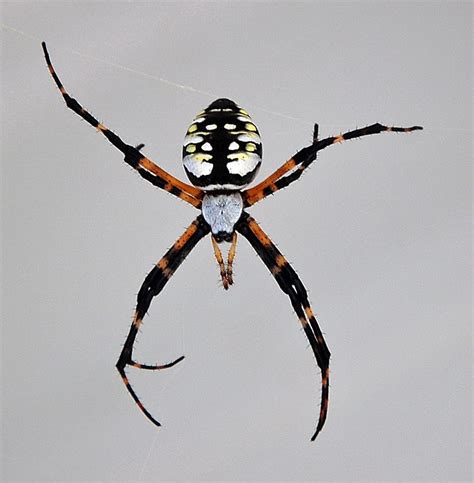 Argiope Aurantia AcademiaLab