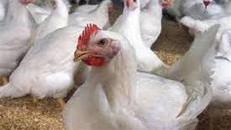 Odisha Begins Culling Of Chicken Republic World