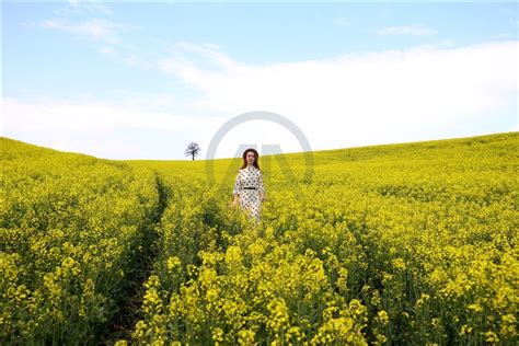 Altın sarısı kanola tarlaları fotoğrafçılara doğal stüdyo imkanı