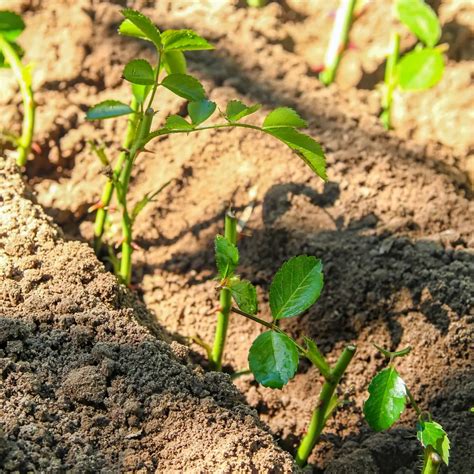 Comment Enrichir La Terre Des Rosiers En Mars Pour Leur Assurer Un