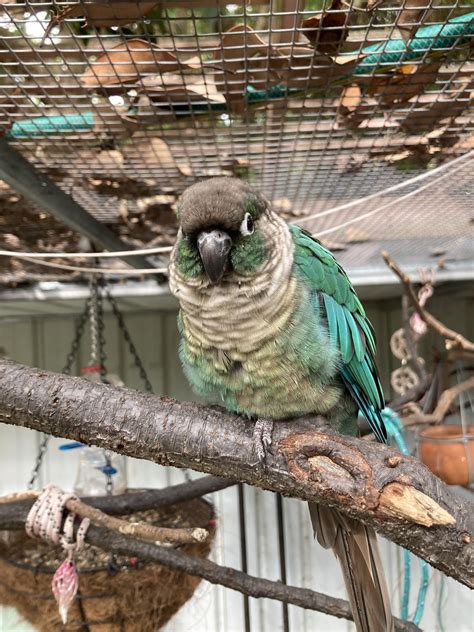 So Much Floof Rparrots