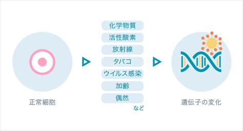 がんは遺伝子の変化で起こる病気｜おしえて がんゲノム医療｜中外製薬