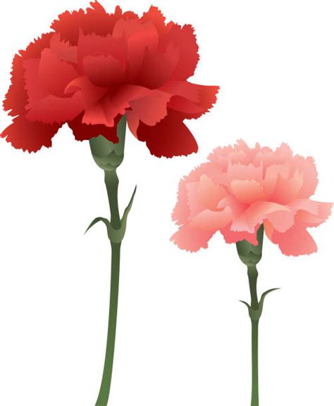 Royalty Free Carnation Clip Art Vector Images And Illustrations Istock