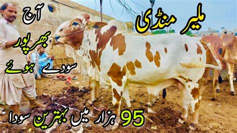 Malir Mandi Karachi Cattle Rates Update 2 August 2022 Cow Mandi