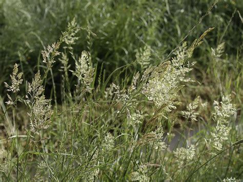 Agrostis stolonifera - Plant Biodiversity of South-Western Morocco