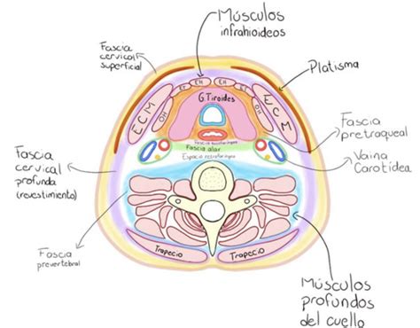 FASCIAS Y TRIÁNGULOS DEL CUELLO Flashcards Quizlet