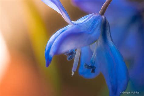 Scilla Siberica Greger Weinitz Flickr