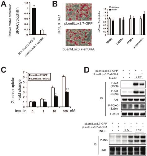 Knockdown Of Endogenous Sra In Mature 3t3 L1 Adipocytes Confirms That