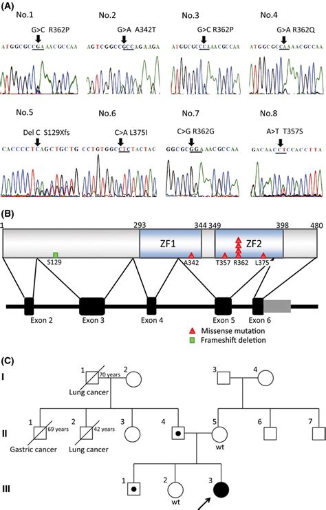 Mutations Of The Gata And Cebpa Genes In Paediatric Acute Myeloid