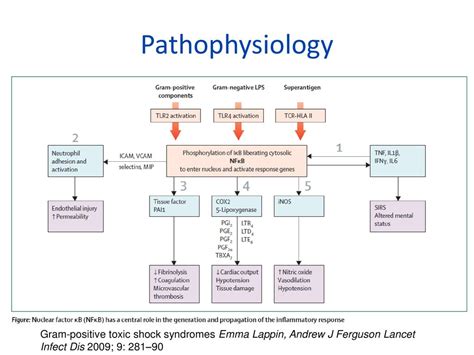 Toxic Shock Syndrome Pathogenesis