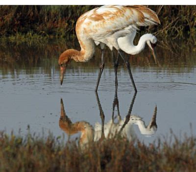 Photography Tours, Bird Photography, Endangered, Wildlife, Crane ...