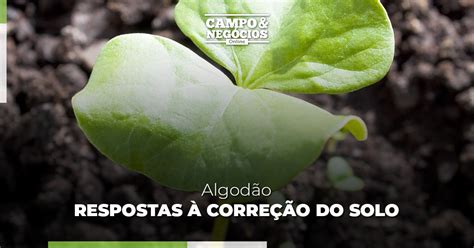 Algodão respostas à correção do solo Revista Campo Negócios