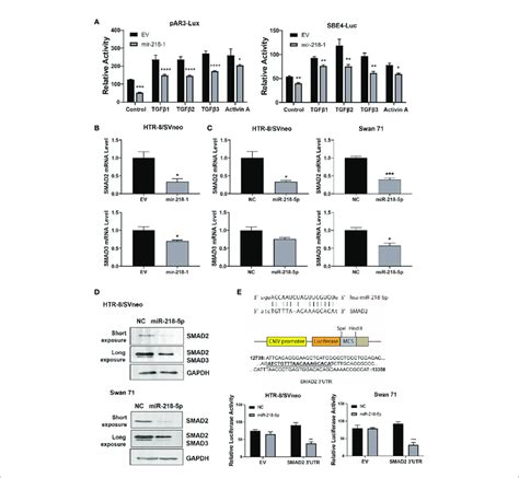 Mir P Inhibits Smad By Directly Binding To Its Utr A