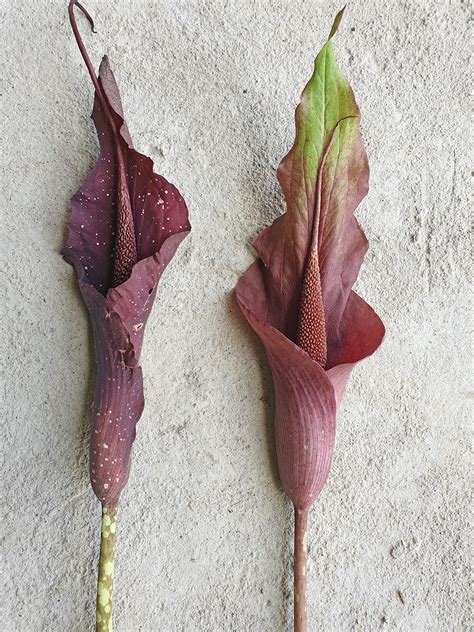 Amorphophallus Caudatus Araceae Image At Phytoimages Siu Edu