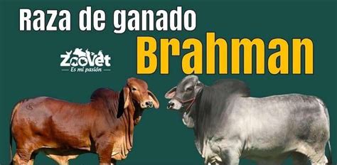 Raza De Bovino Brahman Visi N Agropecuaria