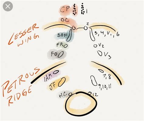 Skull Foramen Anatomy Cranial Nerves Mnemonic Brain Images