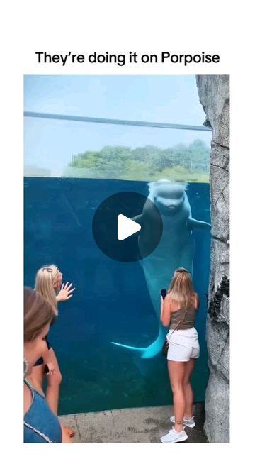 Aquarium Advice South Africa On Instagram Porpoises Are The Trolls Of