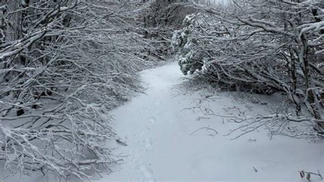 Riecco La Neve A Campigna E Sul Fumaiolo LAppennino Forlivese E