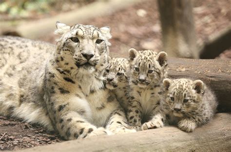 Leopardo Características Habitat Alimentação E Reprodução