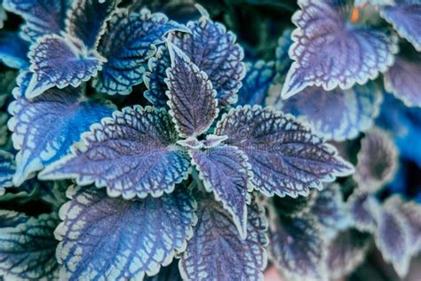 Beautiful Coloured Leaves Of Coleus Solenostemon Or Coleus Plectranthus