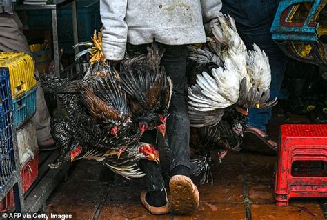 Scientists Raise Alarm Over Bird Flu Strain Spreading In China With