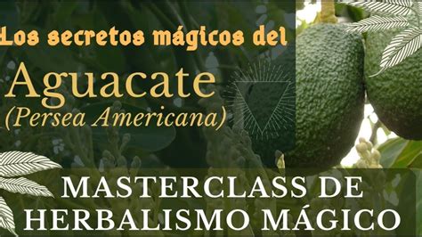 Los secretos mágicos del Aguacate Palta Masterclass de Herbalismo