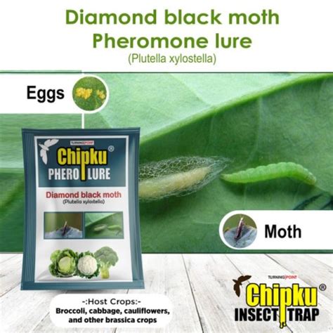 Buy Pheromone Trap | Chipku Insect Catcher | Diamondback Moth