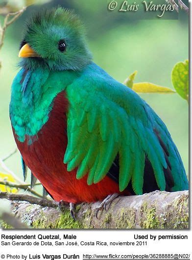 Resplendent Quetzals The Most Beautiful Birds Of All Most Beautiful