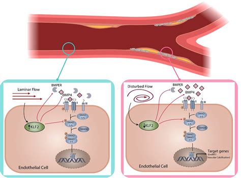 Klf Mediates The Suppressive Effect Of Laminar Flow On Vascular