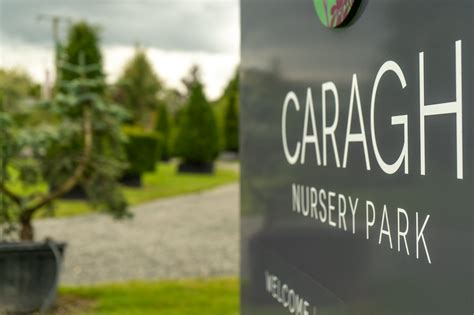 Carpinus Betulus Fastigiata Mature Standard Specimen Caragh Nurseries