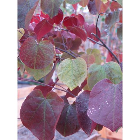 Cercis Canadensis Forest Pansy Trees Plant Type Boething