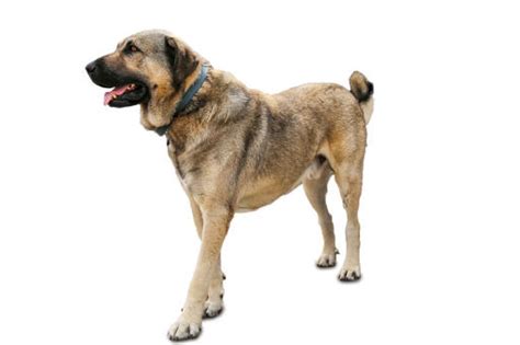 Turkish Kangal Dog | Dog Breeds