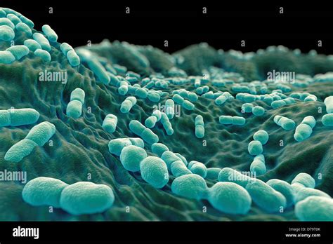 Bacteria Listeria Monocytogenes Fotograf As E Im Genes De Alta