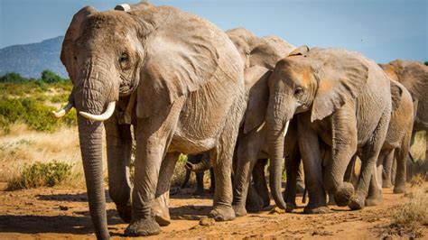 2 African elephant species now listed as endangered, 1 critically - CNET