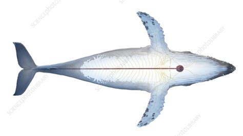 Whale anatomy, illustration - Stock Image - F038/3218 - Science Photo ...